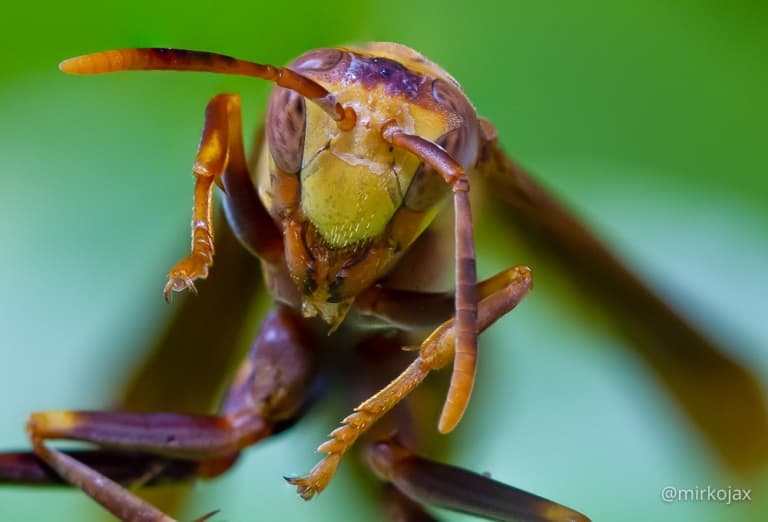 macrofotografia tutorial