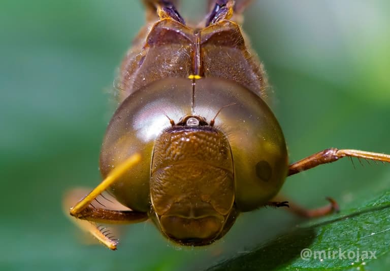macrofotografia tutorial