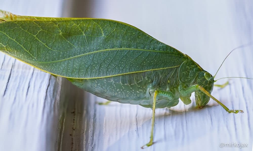 Cavalletta Verde / Greater Angle-wing Katydid