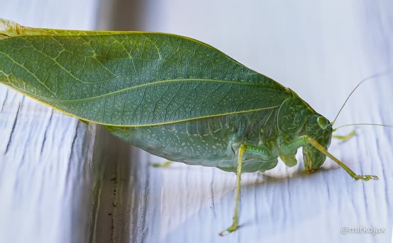 Cavalletta Verde / Greater Angle-wing Katydid