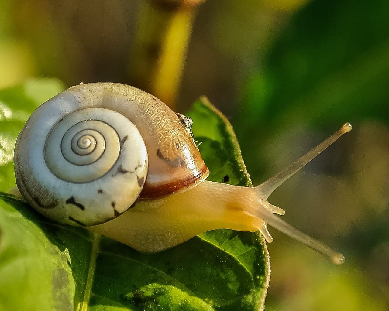 slow website